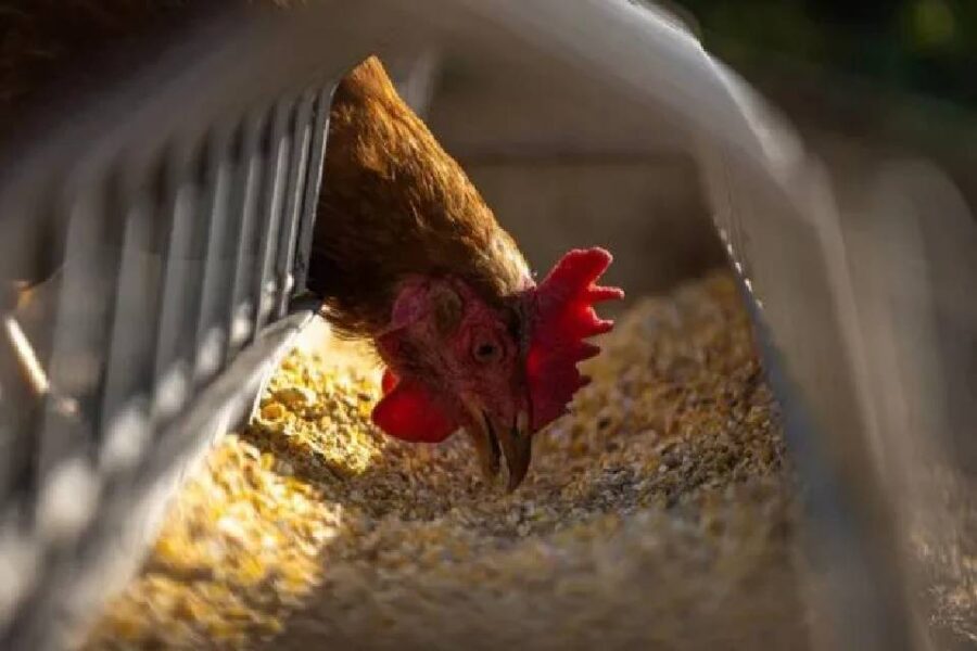 (Mención a Entre Ríos) Alerta gripe aviar: confirman nuevos casos en Santa Fe y crece la preocupación