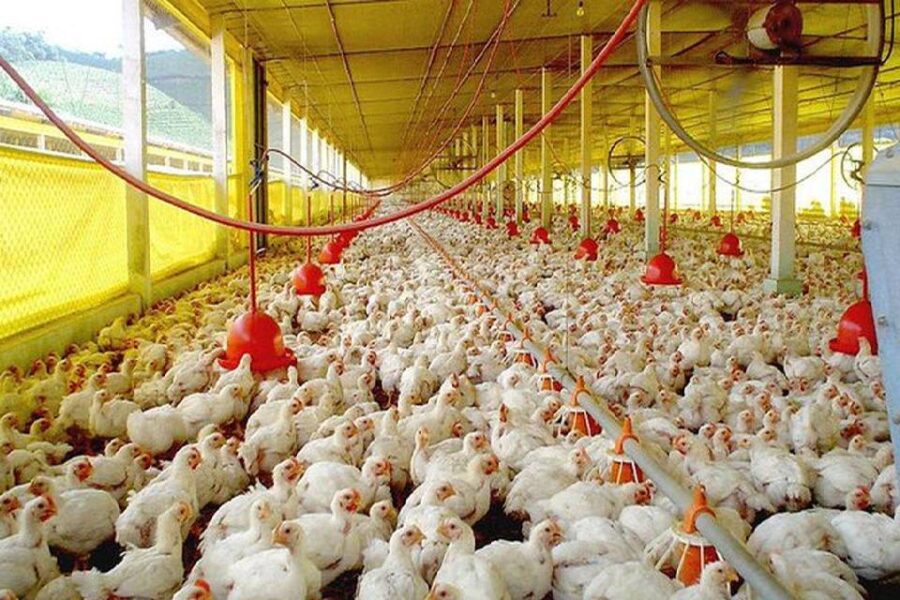 (Mención a Entre Ríos) Gripe aviar: confirman nuevos casos, ahora en Santa Fe