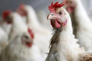 (Mención a Entre Ríos) Hugo Pizzi sobre la gripe aviar: “La situación es preocupante”