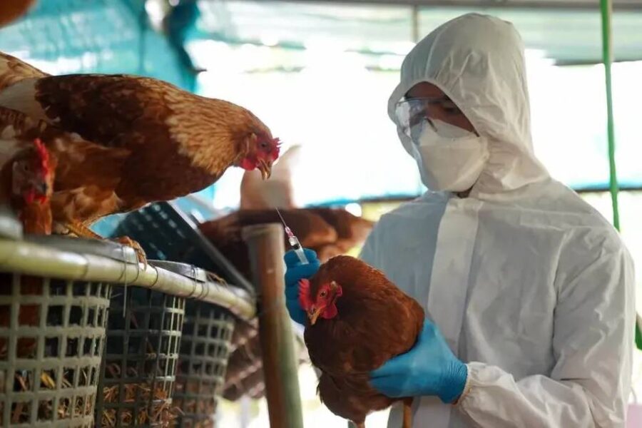 (Mención a Entre Ríos) Desde Senasa aclaran que la influenza aviar no representa un peligro para la población