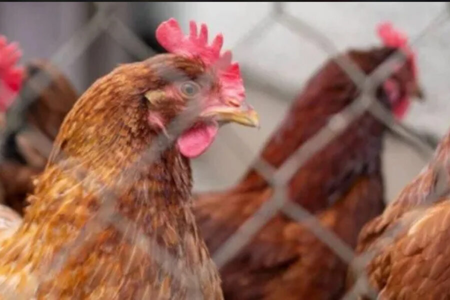 (Mención a Bahillo) Gripe aviar: confirman otro caso positivo en la provincia de Buenos Aires en aves de traspatio