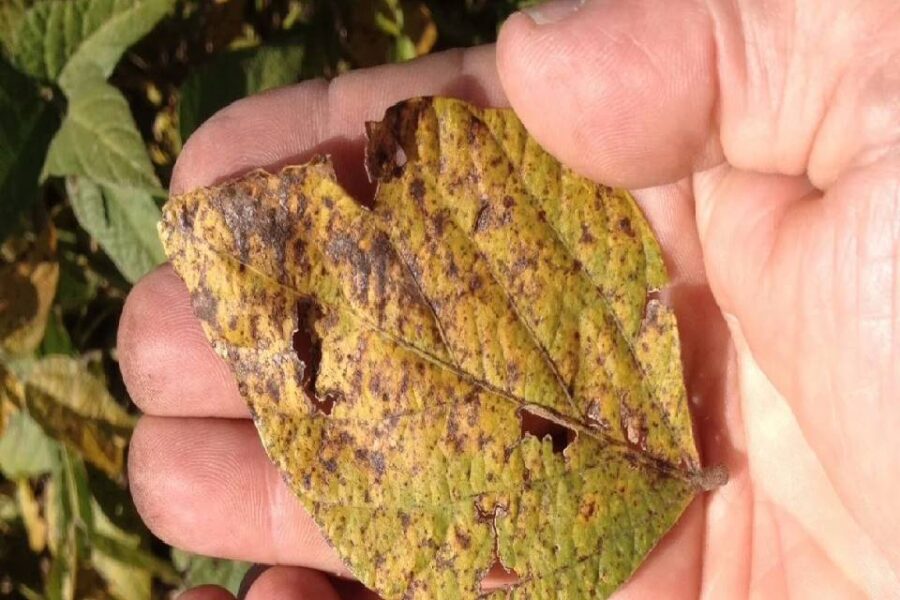 (Mención a Entre Ríos) Para que las enfermedades no terminen de destruir lo poco que queda en pie