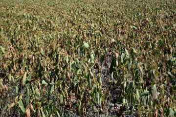 (Mención a Entre Ríos) Llega el alivio al campo: declararon la finalización de La Niña, el ciclo climático que provocó la sequía