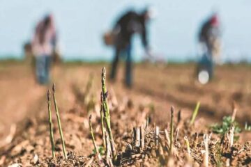 (Mención a Entre Ríos) Productores pymes bonaerenses aseguran que la sequía es “alarmante” y piden más ayuda