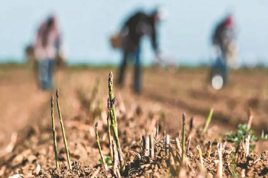 (Mención a Entre Ríos) Productores pymes bonaerenses aseguran que la sequía es “alarmante” y piden más ayuda