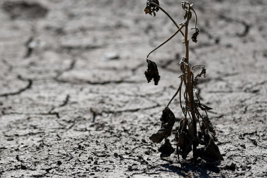 (Mención a Entre Ríos) Catástrofe en las provincias: la sequía fue el golpe de gracia para la producción agropecuaria