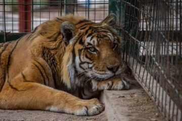 (Mención a Entre Ríos) Animales de un ex zoológico de La Rioja serán llevados a un santuario donde vivirán en libertad