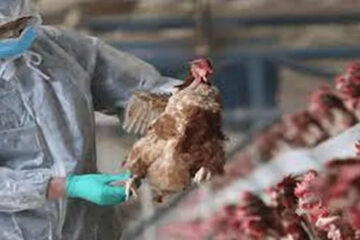 (Mención a Bahillo) Gripe aviar: Argentina retomará exportación de productos avícolas a Uruguay