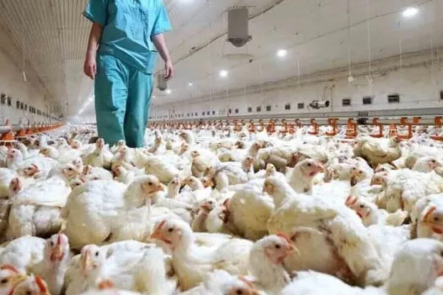 (Mención a Entre Ríos) Gripe aviar: SENASA confirmó en la última semana cuatro nuevos casos en el país