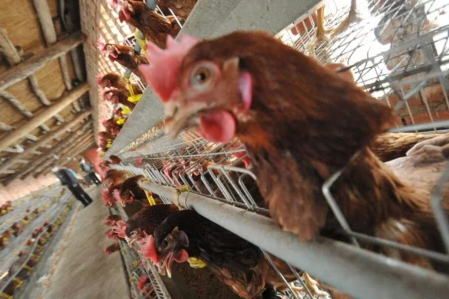 (Mención a Entre Ríos) 2° análisis negativo de gripe aviar en la avícola de Corrientes que resistió en la Justicia el sacrificio de 200 aves