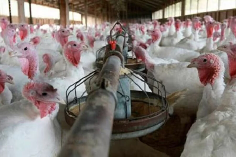 (Mención a Entre Ríos) Gripe aviar: cuál es el estado de situación de la enfermedad que tiene en suspenso la producción de pollos y huevos