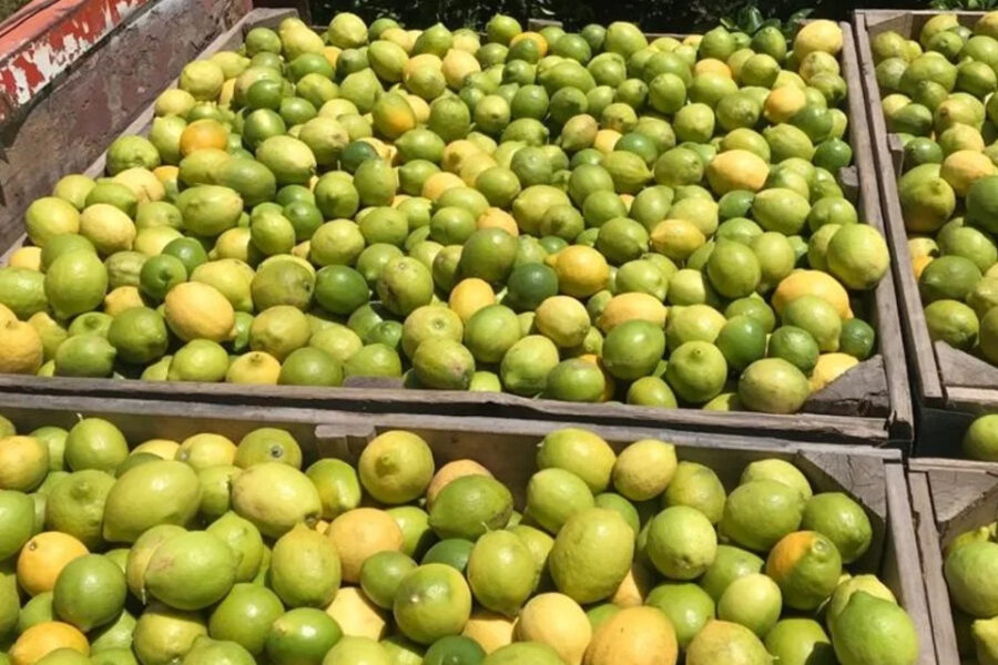 (Mención a Bahillo) Dólar soja: el Gobierno oficializó una extensa lista de productos de economías regionales