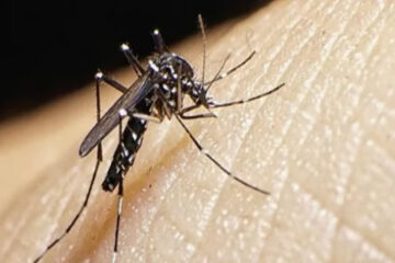 (Mención a Entre Ríos) 39 muertos por dengue en Argentina: alertan por un genotipo del virus que circula por primera vez en el país
