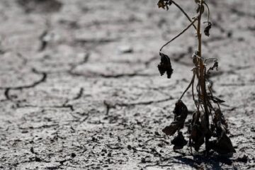 (Mención a Entre Ríos) Catástrofe en las provincias: la sequía fue un golpe para la producción agropecuaria y el panorama es desolador