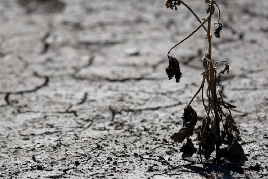 (Mención a Entre Ríos) Catástrofe en las provincias: la sequía fue un golpe para la producción agropecuaria y el panorama es desolador