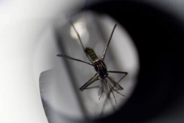 (Mención a Entre Ríos) Alerta dengue: cómo es la técnica de insecto estéril que lleva adelante un instituto en Mendoza