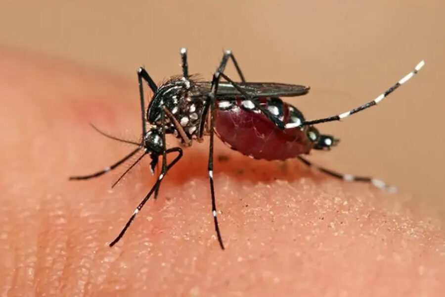 (Mención a Entre Ríos) Dengue: ANMAT aprobó el uso de una vacuna, ¿quiénes se la podrán aplicar?