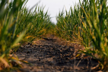 (Mención a Bahillo) La revancha de los productores: se viene la siembra de trigo y todos miran al cielo