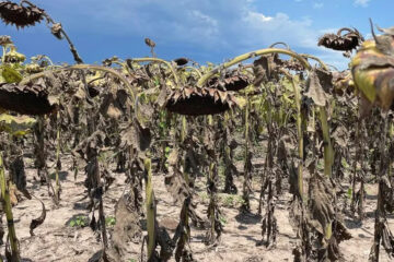 (Mención a Bahillo) El impacto económico de las sequías: un fenómeno cada vez más frecuente y con una larga historia en la Argentina