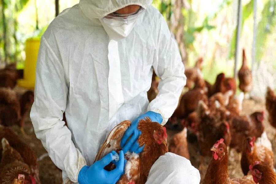 Alarma porque entró la gripe aviar a Entre Ríos, la principal provincia productora de pollo y huevos