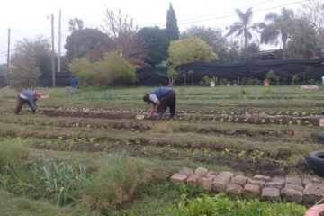 La Huerta Municipal produce para comedores comunitarios