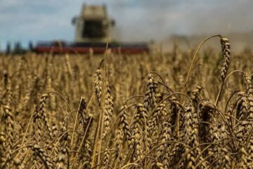 (Mención a Entre Ríos) Relanzamiento del trigo: importantes lluvias abrieron una nueva oportunidad para el cereal de cara a la siembra