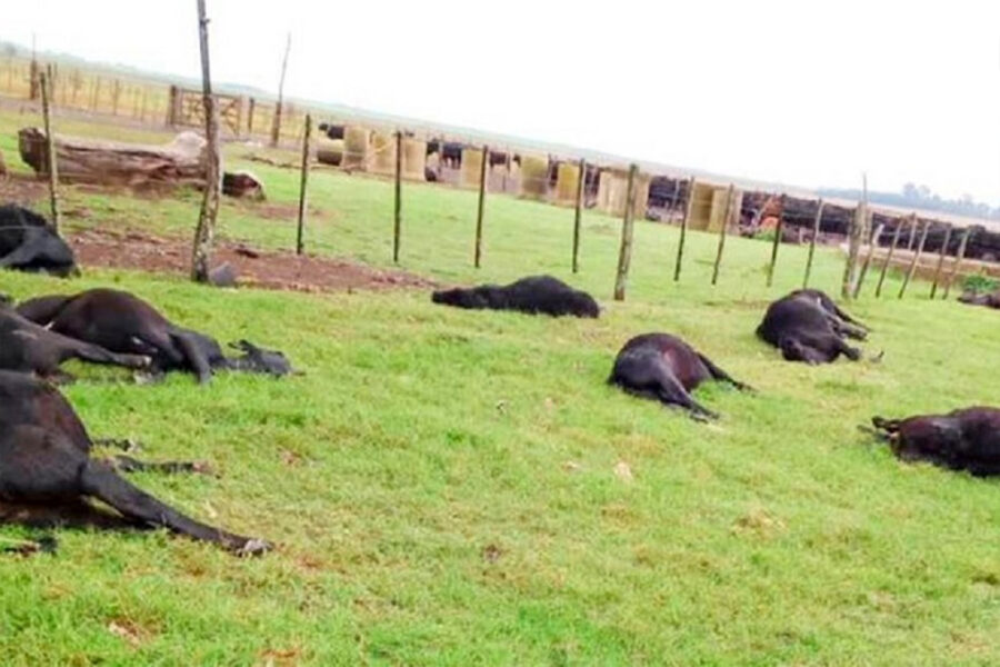 Misterio en Entre Ríos: investigan el motivo por el que 200 vacas murieron súbitamente en un campo argentino