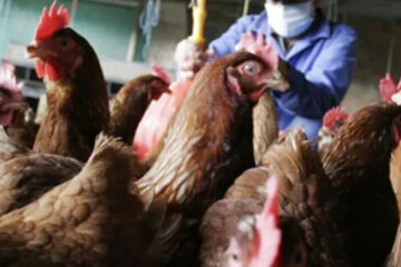 Alerta por un nuevo caso de gripe aviar en Entre Ríos: sacrificarán a más de 10.000 aves