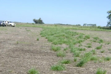 (Mención a Entre Ríos) Curvas para conocer al raigrás y adelantarse a su emergencia