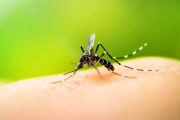 (Mención a Entre Ríos) Se registró un récord de más de 120 mil casos de dengue en Argentina y 61 muertes