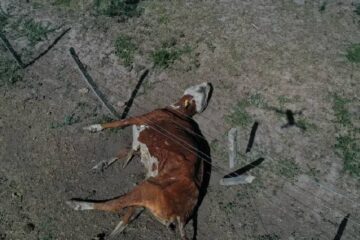 (Mención a Entre Ríos) Corrientes: murieron 240 vacas por presunta intoxicación con nitrato