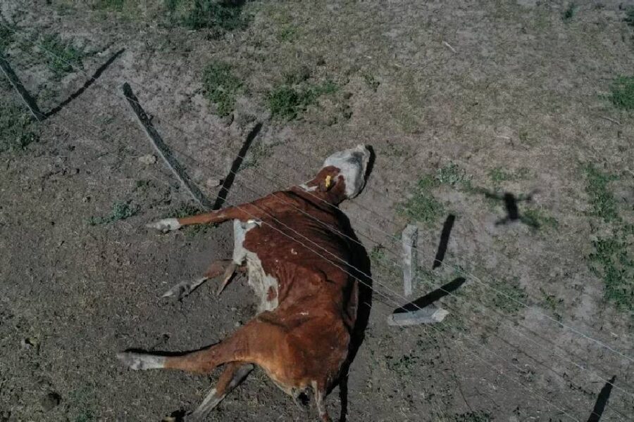 (Mención a Entre Ríos) Corrientes: murieron 240 vacas por presunta intoxicación con nitrato