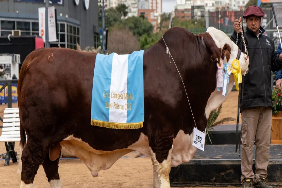Exposición Rural: los grandes campeones de Braford llegaron desde Córdoba y Entre Ríos