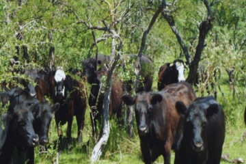(Mención a Entre Ríos) Tres consejos para administrar la demanda forrajera del rodeo ante la variabilidad climática