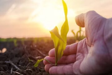 (Mención a Entre Ríos) Congreso Internacional de Maíz la capacidad productiva del país y el potencial de este cereal serán eje del encuentro