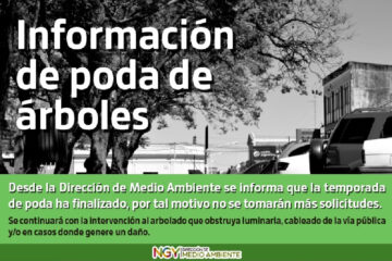 Poda de arbolado público