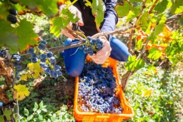 (Mención a Bahillo) Economías regionales: el Gobierno oficializó la eliminación de las retenciones a más de 300 productos con valor agregado