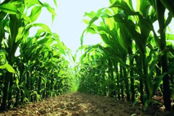 El maíz tardío, una alternativa para lograr un fuerte aumento de la producción en Entre Ríos