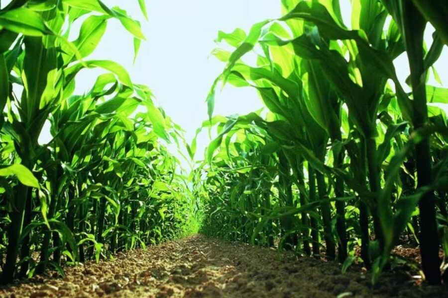 El maíz tardío, una alternativa para lograr un fuerte aumento de la producción en Entre Ríos