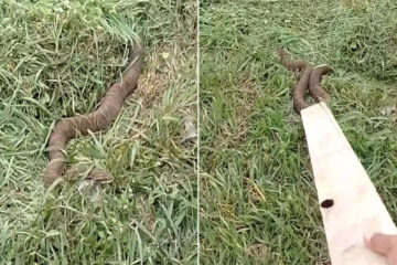 (Ocurrió en Entre Ríos) Paró su camión al costado de la ruta y se encontró con una serpiente de casi dos metros