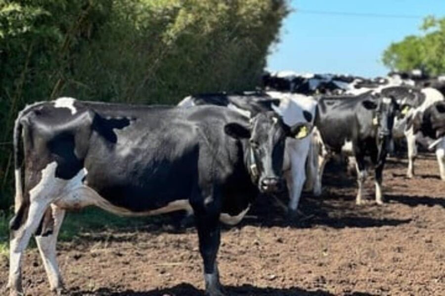 (Es entrerriano) Por la crisis de la lechería, el único tambo certificado para exportar a Europa inició su plan de cierre