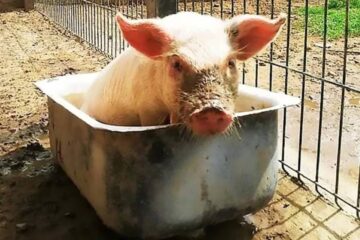 Ambientalistas denunciaron que alumnos jugaron a correr un cerdo bebé enjabonado en una escuela de Entre Ríos