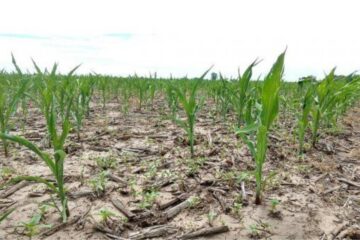 (Mención a Bahillo) Misiones declarará la emergencia agropecuaria y climática