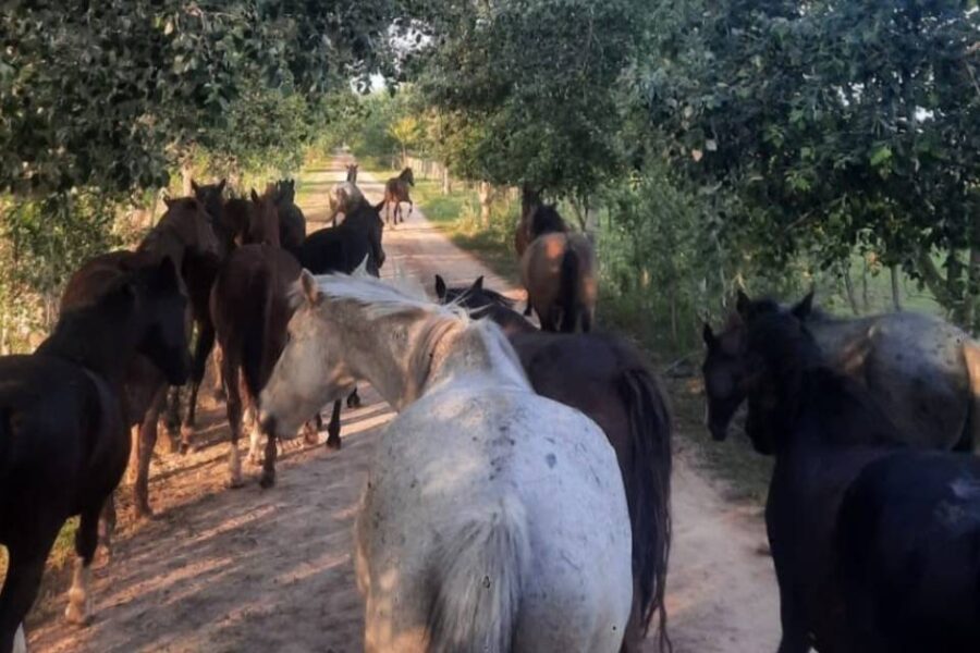 (Mención a Entre Ríos) Confirmaron casos de un peligroso virus en caballos que también puede infectar a los humanos