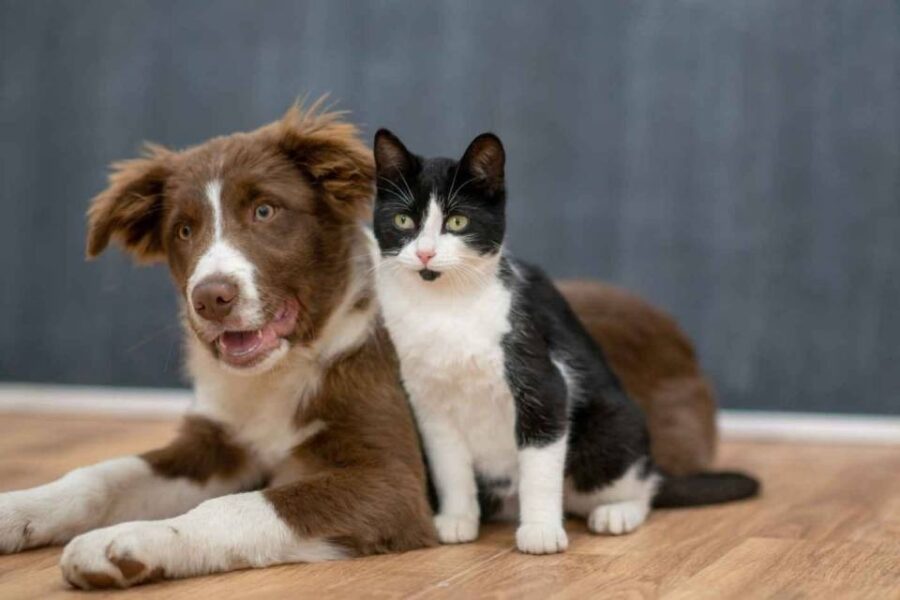 Último operativo de castración y atención veterinaria de 2023