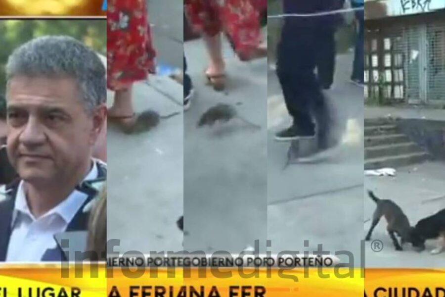 Una rata irrumpió en la rueda de prensa de Macri