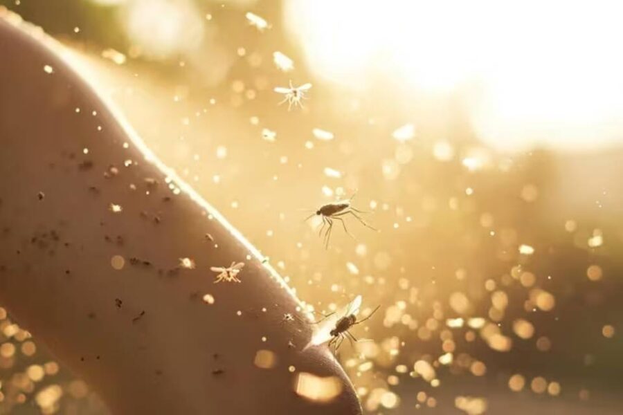 Preocupa el dengue en Entre Ríos