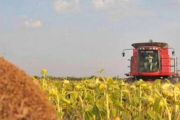 Proyectan un incremento histórico en la producción de girasol en Entre Ríos