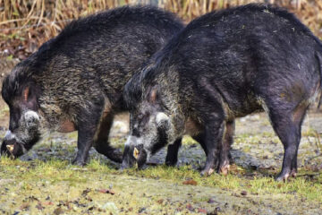 (Mención a Entre Ríos) El gobierno bonaerense autorizó la caza de jabalí en toda la provincia: “Especie exótica invasora”